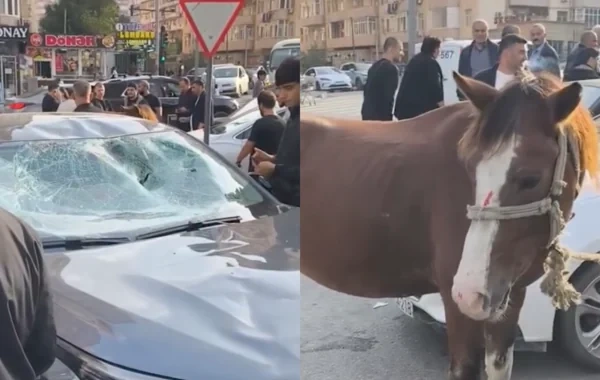 Bakıda minik avtomobili atla toqquşdu - Video