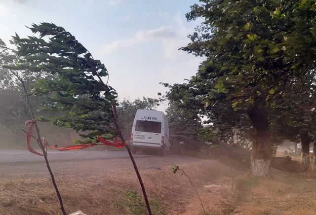 Cəlilabadda ağac hərəkətdə olan avtomobilin üzərinə aşıb - FOTO