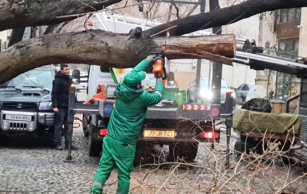 Bakıda güclü külək onlarla ağacı sındırıb