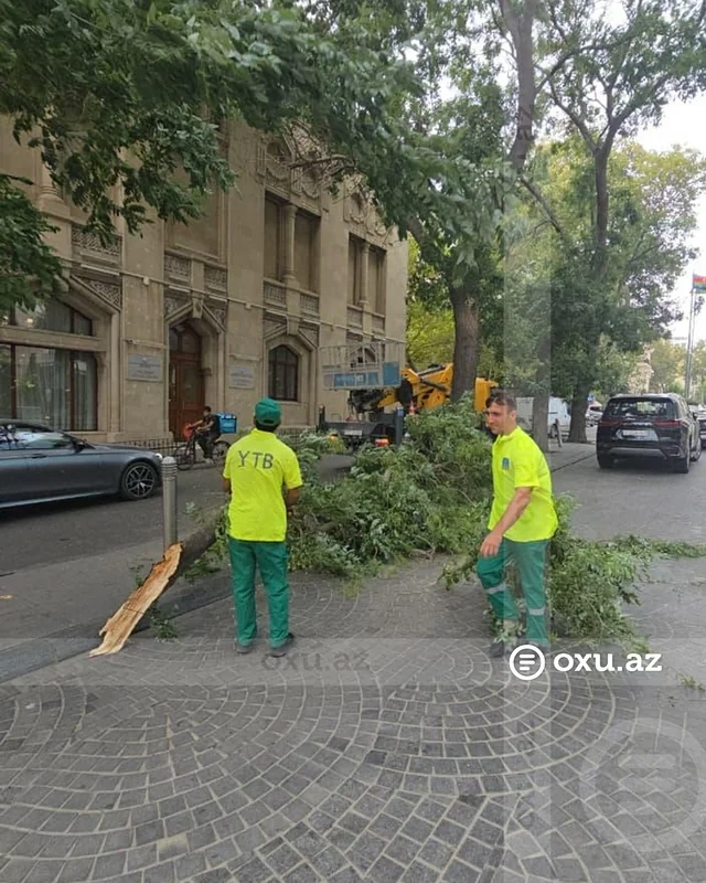 Bakıda güclü külək 15 ağacı sındırıb - FOTO