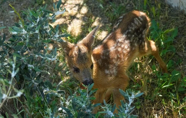 "Bembi"nin Zəngilandakı macəraları - FOTO - VİDEO