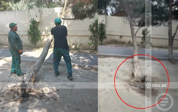 Yeni Günəşlidə uşaq bağçasının qarşısında ağac aşdı - FOTO