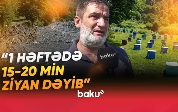Arıçıların başına oyun açan hadisə: "Baxımsızlıqdan 250 min ailə qalıb" - VİDEO