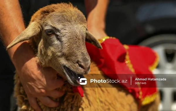 Qurban bayramı yaxınlaşır - Heyvan bazarında qiymətlər necədir?