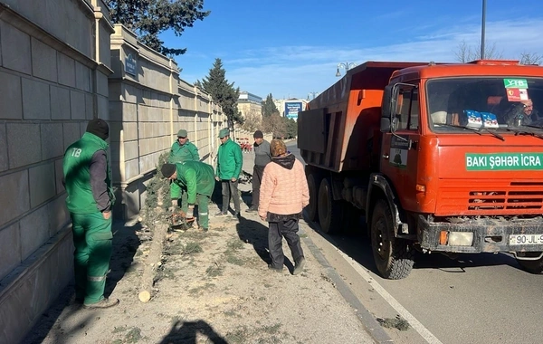 Bakıda güclü külək nəticəsində səkkiz ağac sınıb