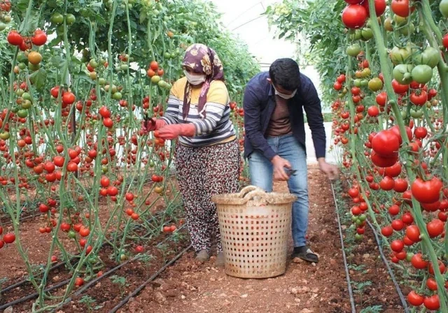 2027-ci ildən fermerlərə böyük dəstək: Yeni subsidiya məbləğləri