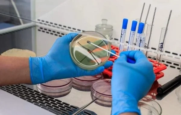 Bir sıra Avropa ölkəsi hantavirus riskinə qarşı hazırlıq görür - VİDEO