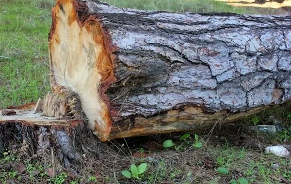 Biləcəridə ağacları kəsdilər: Təbiətə 39 min manatdan çox ZİYAN DƏYİB
