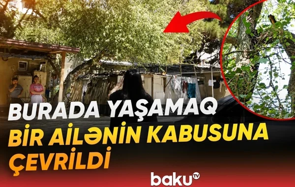 Sabunçuda evin damına ağac aşıb: Dörduşaqlı ailə təhlükə ilə üzləşib - VİDEO