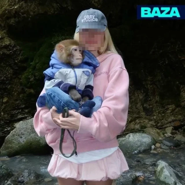Qəbələdə turist meymunla şəkil çəkdirərkən başından yaralandı - Foto