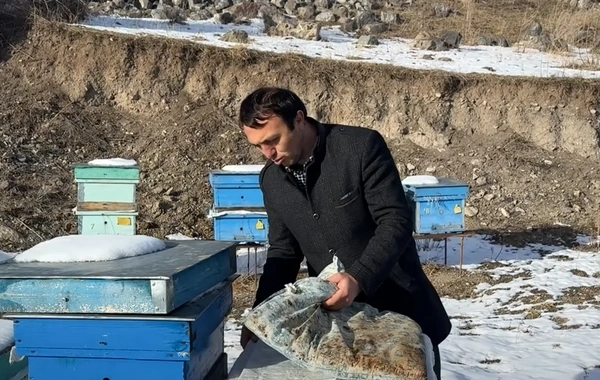 Arıçılıqla məşğul olan müəllim: "Kəlbəcərdə balın məhsuldarlığı Gəncə ilə müqayisədə daha yüksəkdir"