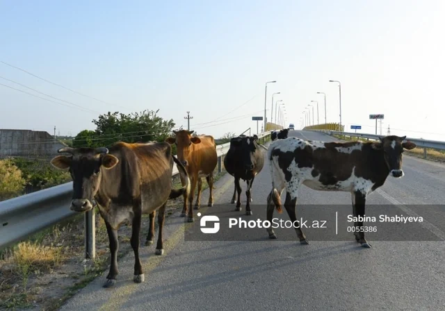 Ət istehsalında yeni dövr: Qiymətlər necə tənzimlənəcək? - FOTO