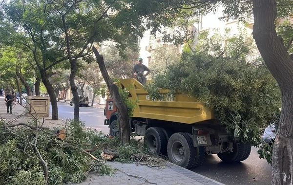 Küləkli hava şəraiti ilə bağlı Bakıda aşan ağacların SAYI MƏLUM OLDU - FOTO