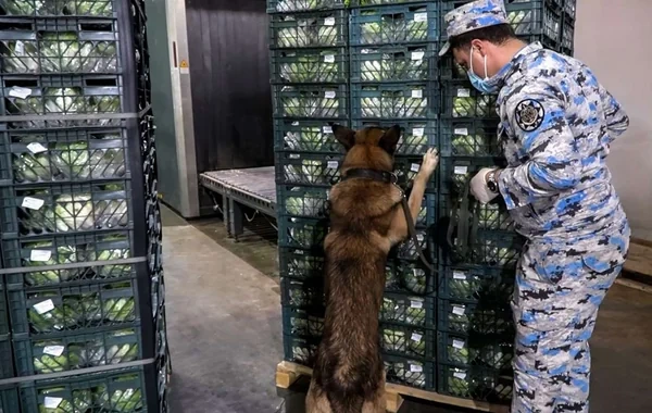 İrandan Rusiyaya aparılan kahı yükündən narkotik çıxdı - Foto