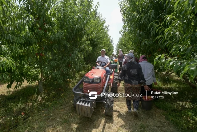 100 hektar yeni bağ, minlərlə ton məhsul: Şimal regionun aqrar potensialı artır - FOTO - VİDEO