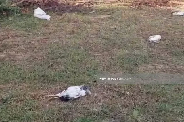 Ev quşları naməlum səbəbdən kütləvi tələf olurlar - Təsərrüfat sahiblərindən ŞİKAYƏT - FOTO