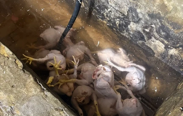 Qanunsuz toyuq kəsimi sexləri aşkarlandı - Foto - Video