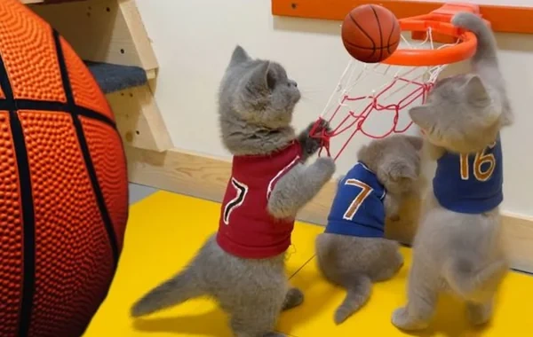 Yutuber üç aya pişiklər üçün basketbol arenası tikib - FOTO