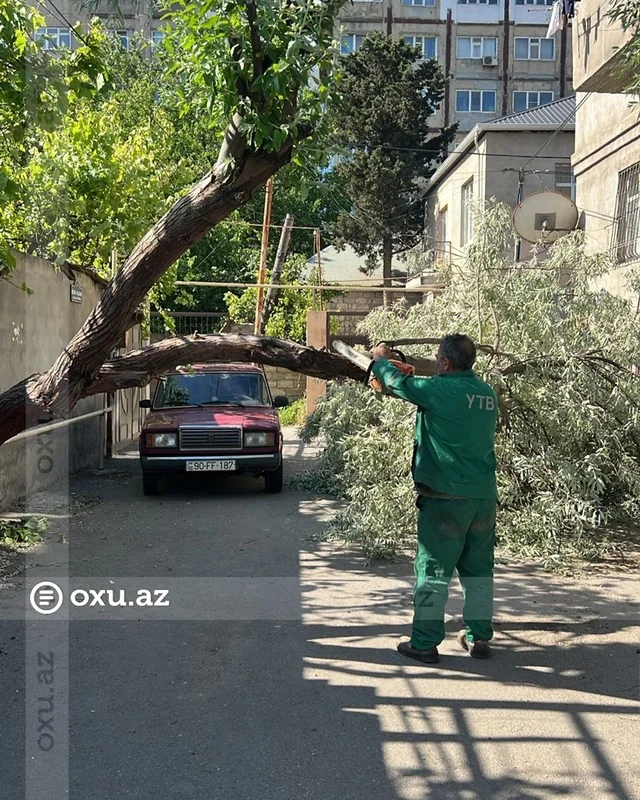 Bakıda güclü külək onlarla ağacı aşırıb - FOTO/VİDEO