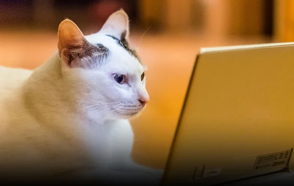 Çində ev heyvanları üçün xüsusi telekanal açılıb