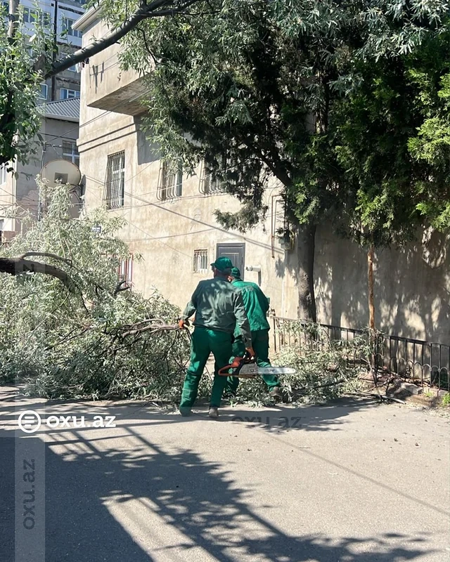 Bakıda güclü külək onlarla ağacı aşırıb - FOTO/VİDEO
