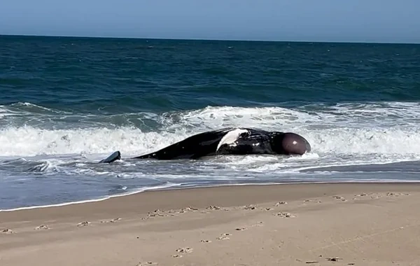 Argentinada müəmmalı balina ölümləri: Narahatedici tendensiya aylardır davam edir - VİDEO