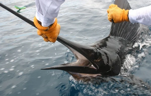 ABŞ-də iki balıqçı tarixdə ikinci ən böyük mavi marlin balığını tutub - FOTO