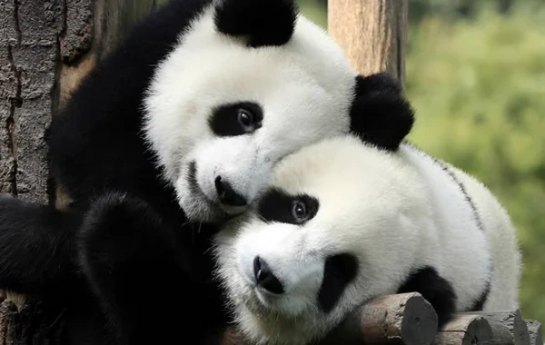 Çin ABŞ-yə iki panda verəcək - SƏBƏB