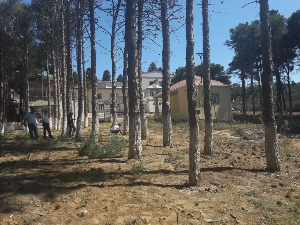 Dörd rayonda yaşıllıqlar kəsildi: 300 min ziyan dəydi