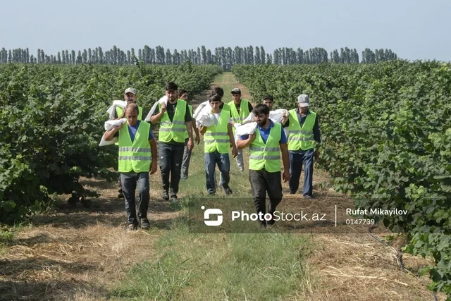 100 hektar yeni bağ, minlərlə ton məhsul: Şimal regionun aqrar potensialı artır - FOTO - VİDEO