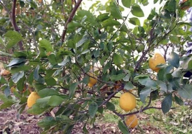 Limon bazarının "turş reallığı": Qazanc var, maraq yoxdur - Foto