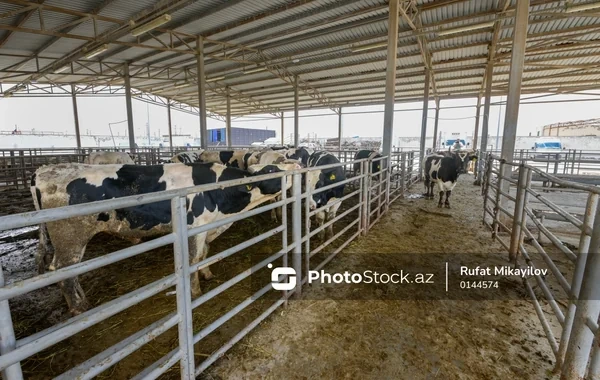 Azərbaycanda qurbanlıq kəsimi necə təşkil olunacaq? - VİDEO