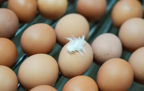 Belçikada quşçuluq fermasında infeksiya: 300-dən çox insan salmonellyoza yoluxub