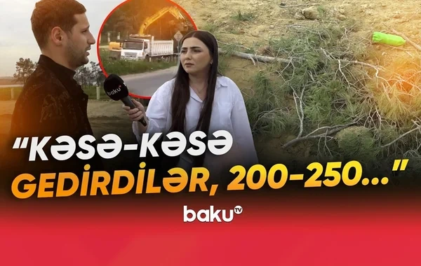 Xırdalanda ağacları kim və niyə kəsir? - VİDEO