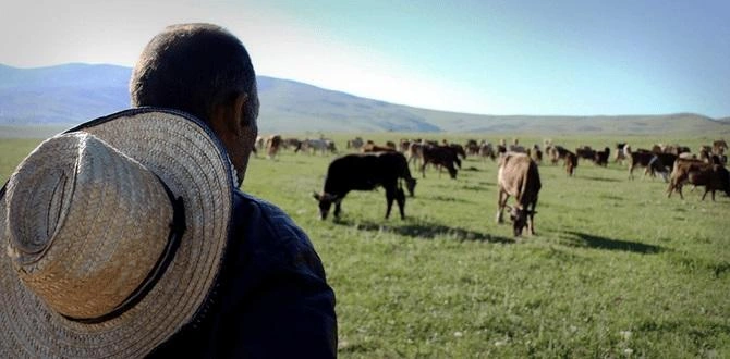Salyanda çoban 85 baş qoyunla birlikdə itkin düşdü -  Yenilənib