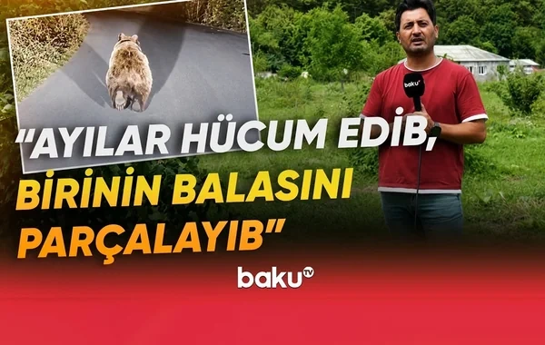 Qubada ayı təhlükəsi: Sakinlər qorxu içində qalıblar - VİDEO