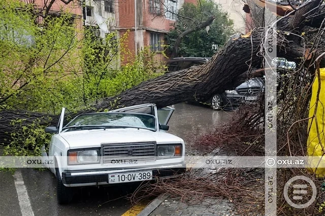 Bakıda güclü külək ağacı maşının üzərinə AŞIRDI - FOTO - VİDEO