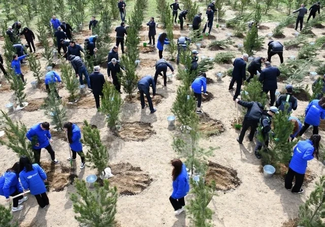 "Bakıda bir ağac yetişdirmək uşaq böyütməkdən daha çətindir" - Paytaxtımızı yaşıllaşdırmaq planları necə icra olunacaq? - Foto