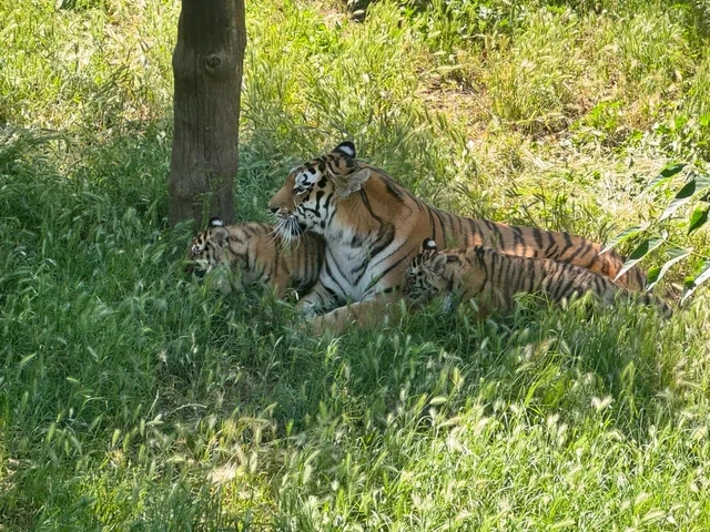 Bakı Zooloji Parkında Amur pələngi balaları dünyaya gəlib - FOTO