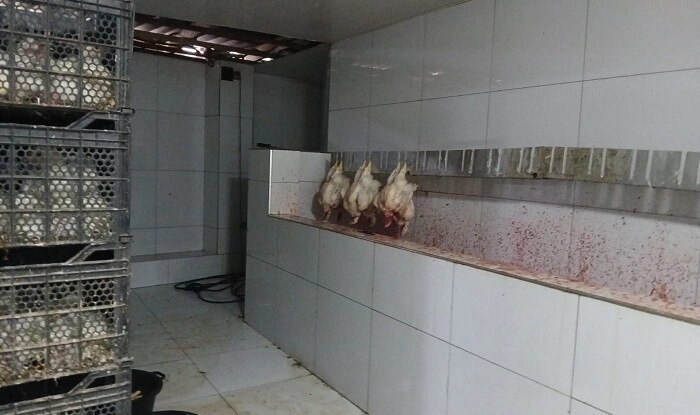 Toyuq ətini bu şəraitdə istehsal edirlərmiş - Foto