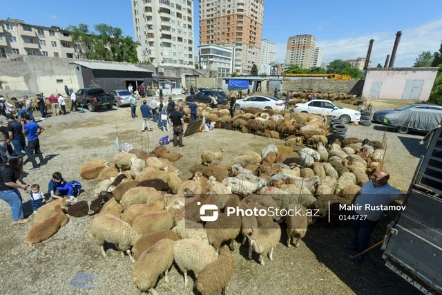 Bayram günündə qurbanlıq heyvanların satış və kəsimi - FOTOREPORTAJ