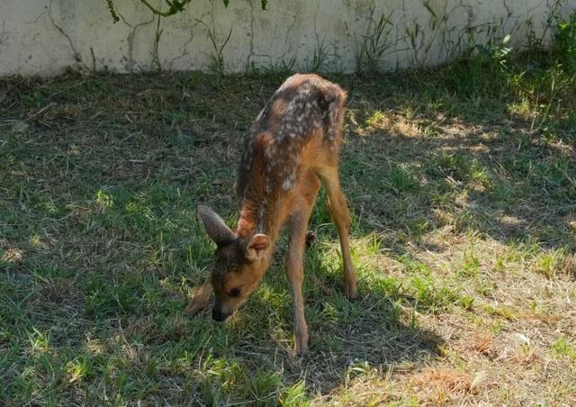 "Bembi"nin Zəngilandakı macəraları - FOTO - VİDEO