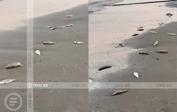 Mərdəkan çimərliyində balıqlar kütləvi şəkildə tələf olub - Video