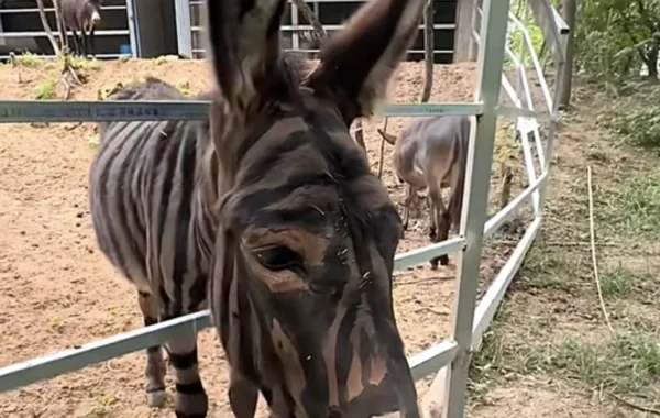 Çin zooparkında uzunqulağı boyayıb zebra kimi təqdim etdilər