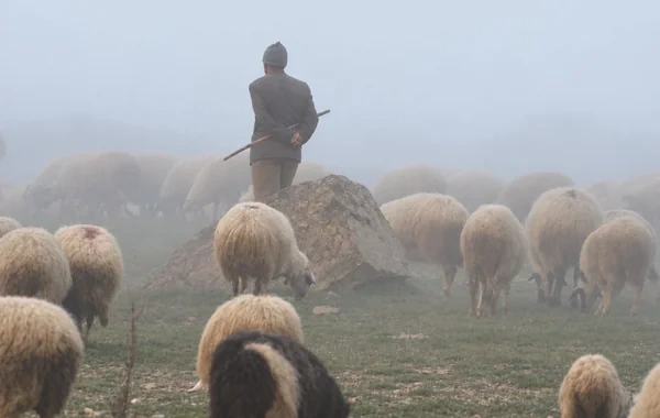 Ermənistandan azərbaycanlı çobanın sərhədi keçməsinə rəsmi münasibət