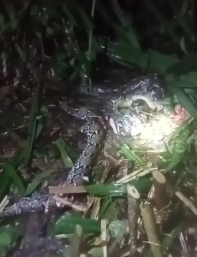 İndoneziyada tükürpərdən hadisə: Nəhəng piton qadını uddu - FOTO - VİDEO