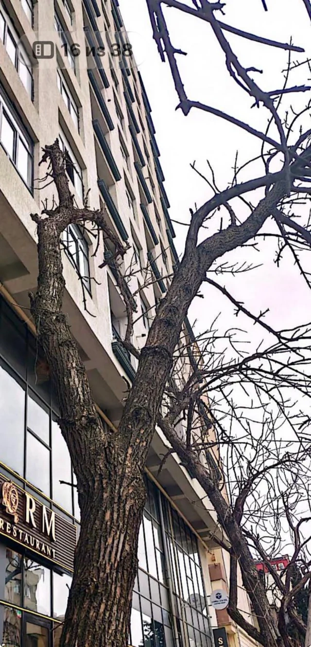 Nərimanov rayonunda qurumuş ağacların yerinə yeniləri əkilib - FOTO