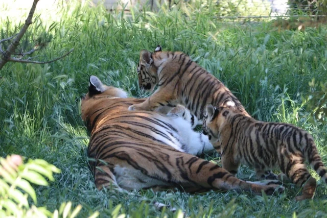 Bakı Zooloji Parkında Amur pələngi balaları dünyaya gəlib - FOTO