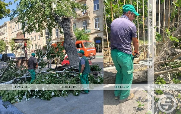 Bakıda güclü külək ağacı aşırdı - FOTO