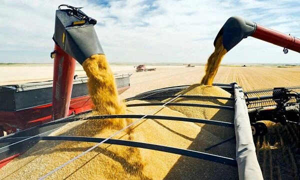 3300 sahibkara ziyan dəydi: taxıl sahələri məhv olub?